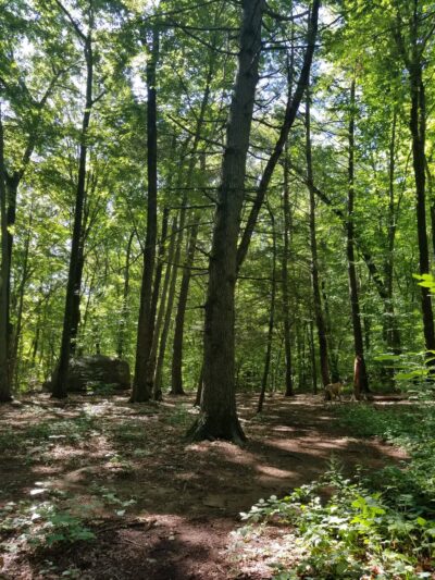 Hansen Park - North Haven, CT