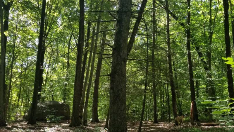 Hansen Park - North Haven, CT