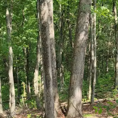 Hansen Park - North Haven, CT