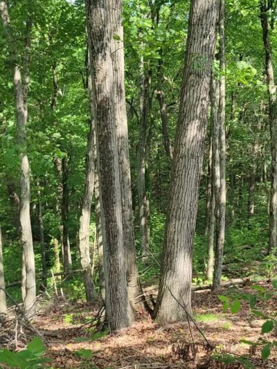 Hansen Park - North Haven, CT