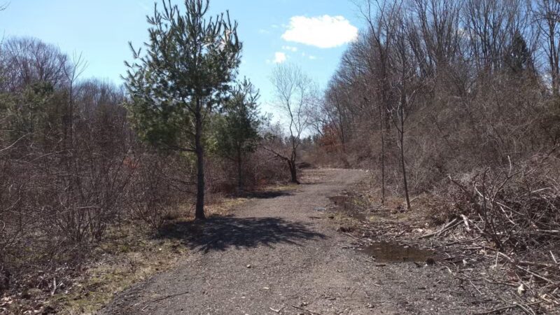 Morning Mist Trail - North Haven, CT