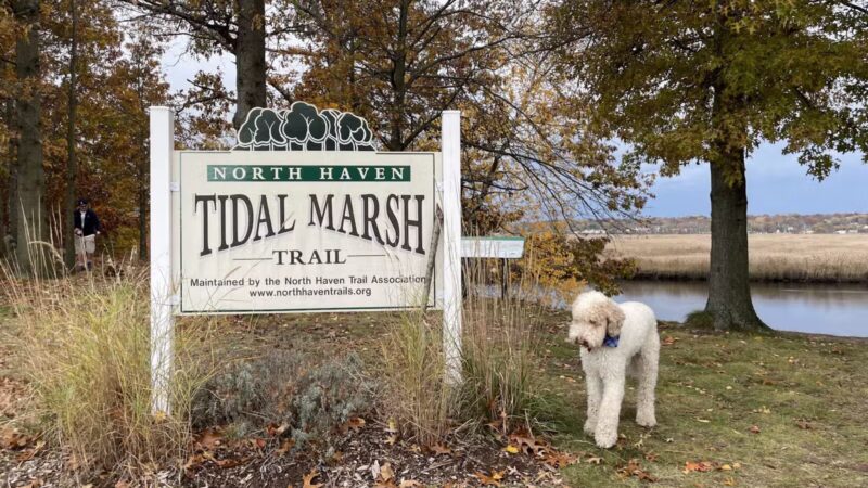 Tidal Marsh Trail - North Haven, CT