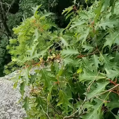 Table Rock Trail - North Walpole, NH