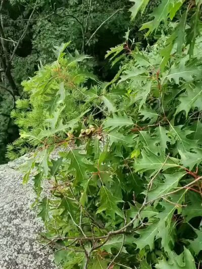 Table Rock Trail - North Walpole, NH