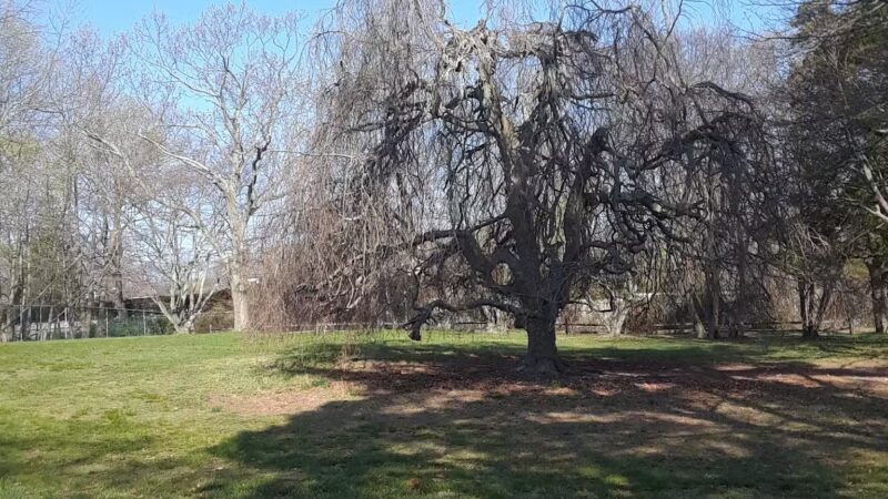 Timber Point County Park - Oakdale, NY