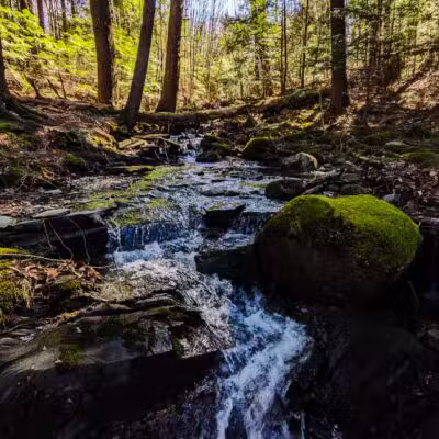 Messalonskee Stream Trail - Oakland, ME