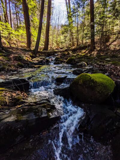 Messalonskee Stream Trail - Oakland, ME