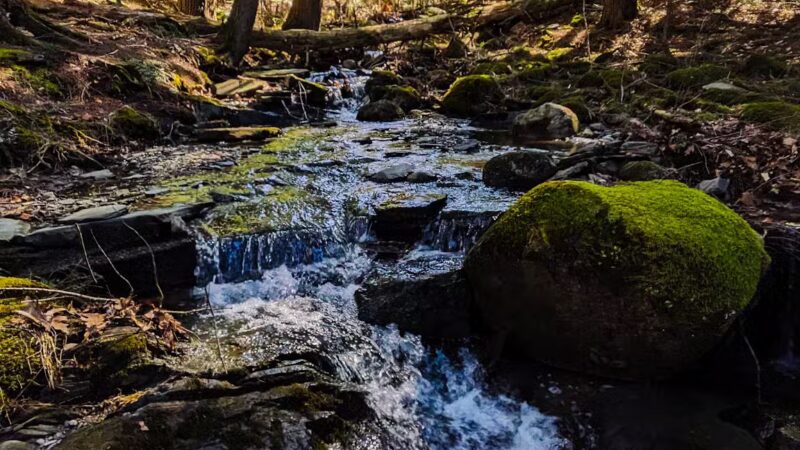 Messalonskee Stream Trail - Oakland, ME