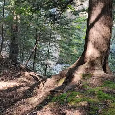 Messalonskee Stream Trail - Oakland, ME