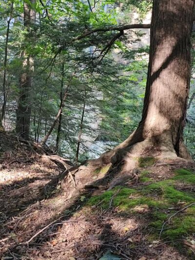 Messalonskee Stream Trail - Oakland, ME