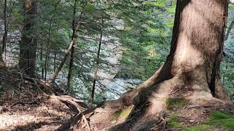 Messalonskee Stream Trail - Oakland, ME