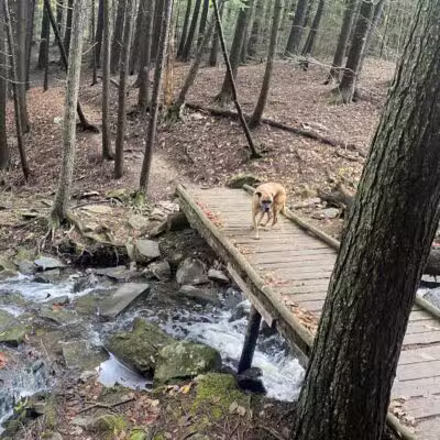 Messalonskee Stream Trail - Oakland, ME