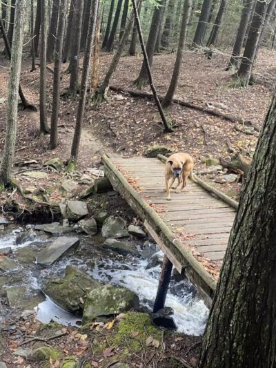 Messalonskee Stream Trail - Oakland, ME
