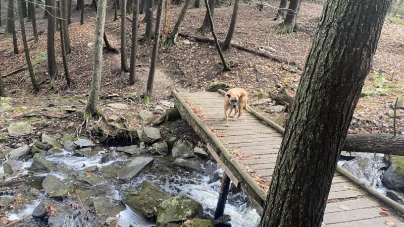 Messalonskee Stream Trail - Oakland, ME