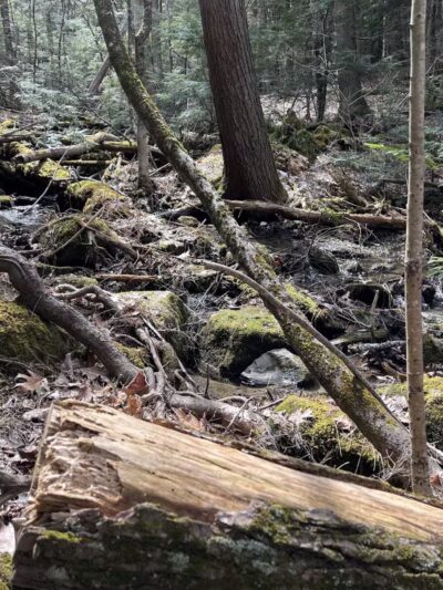 Messalonskee Stream Trail - Oakland, ME