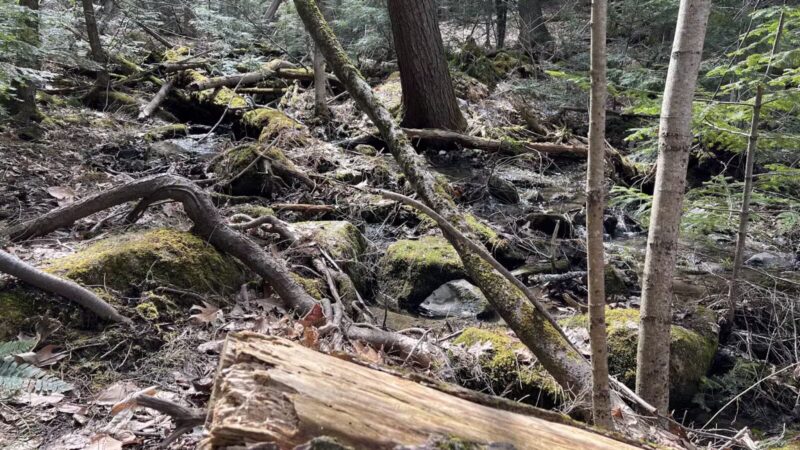 Messalonskee Stream Trail - Oakland, ME