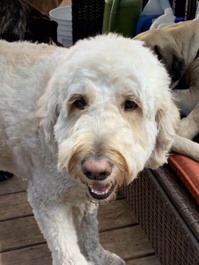 Paws and Claws - Oakland, ME