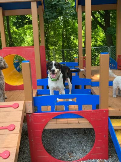 Paws and Claws - Oakland, ME