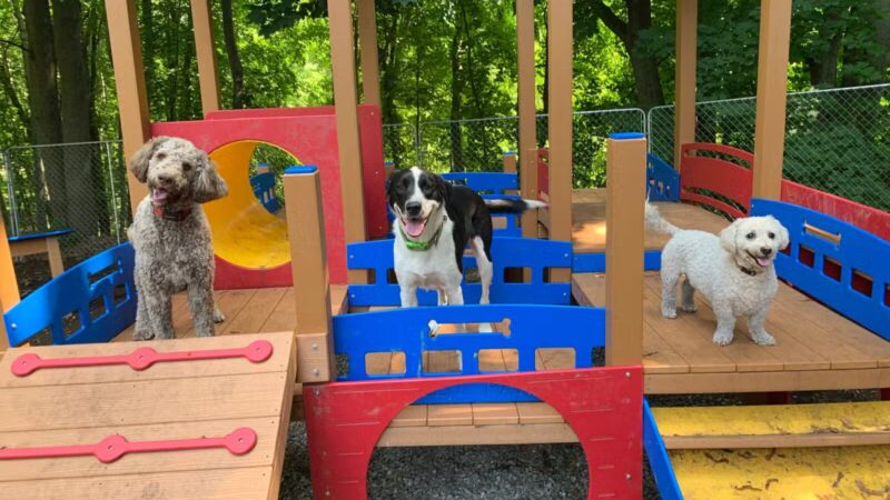 Paws and Claws - Oakland, ME