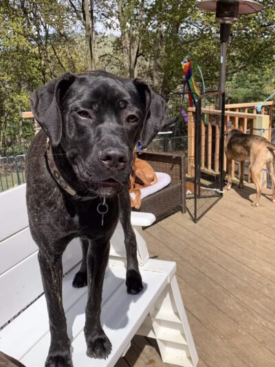 Paws and Claws - Oakland, ME