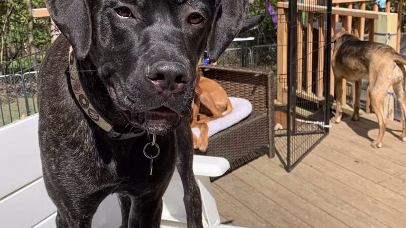 Paws and Claws - Oakland, ME