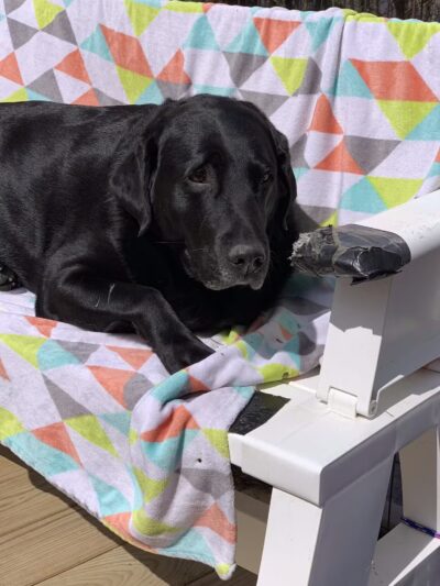 Paws and Claws - Oakland, ME