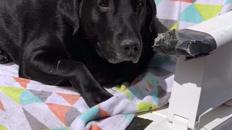 Paws and Claws - Oakland, ME