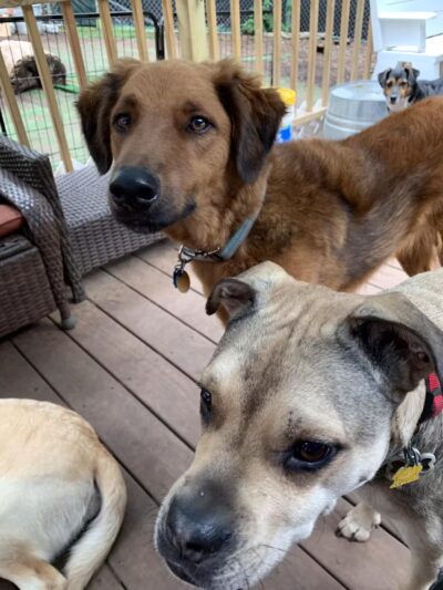 Paws and Claws - Oakland, ME