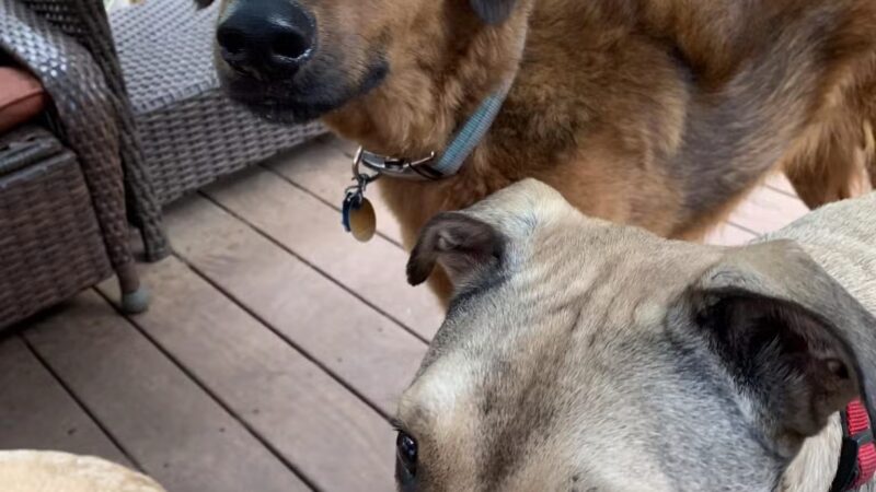 Paws and Claws - Oakland, ME