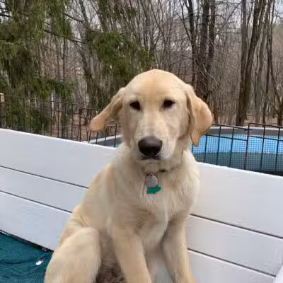 Paws and Claws - Oakland, ME