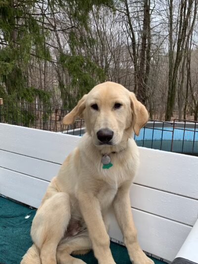 Paws and Claws - Oakland, ME