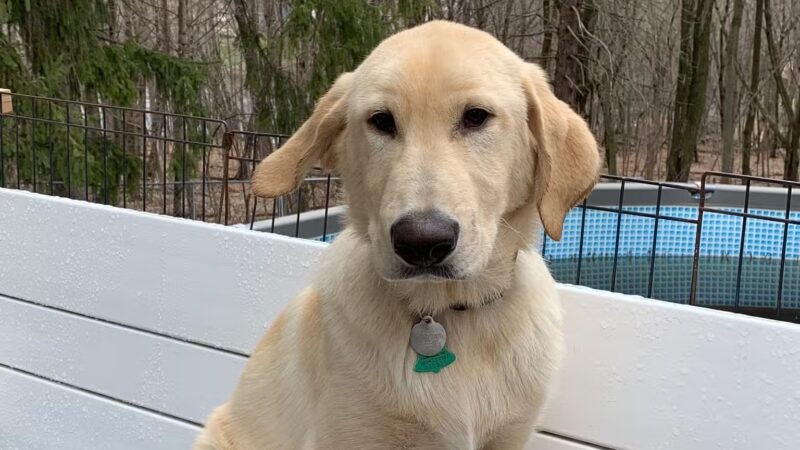 Paws and Claws - Oakland, ME