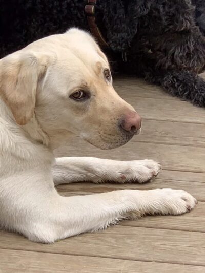 Paws and Claws - Oakland, ME