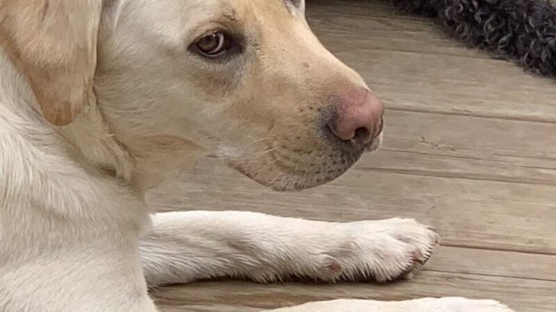 Paws and Claws - Oakland, ME