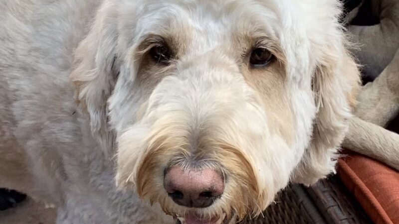 Paws and Claws - Oakland, ME