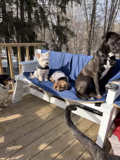 Paws and Claws - Oakland, ME