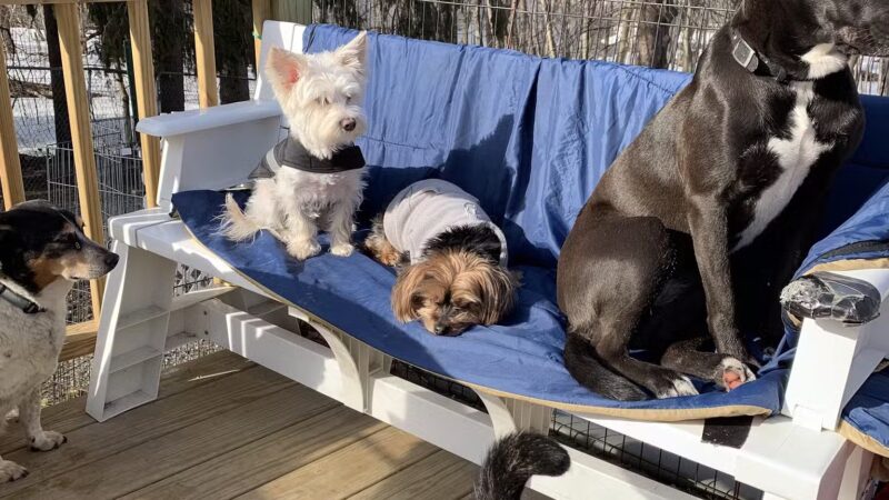 Paws and Claws - Oakland, ME