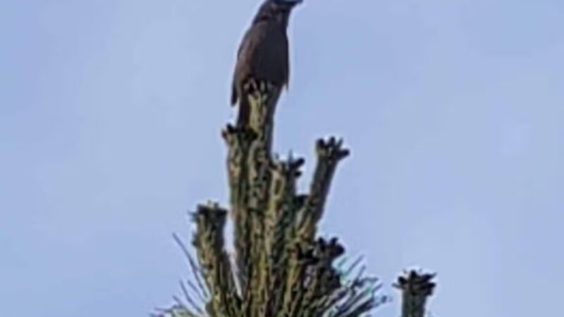 Fire Island National Seashore - Ocean Beach, NY