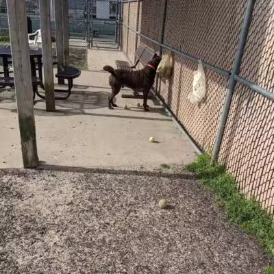 Dog Playground - Ocean City, MD