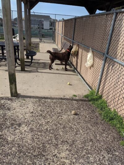 Dog Playground - Ocean City, MD