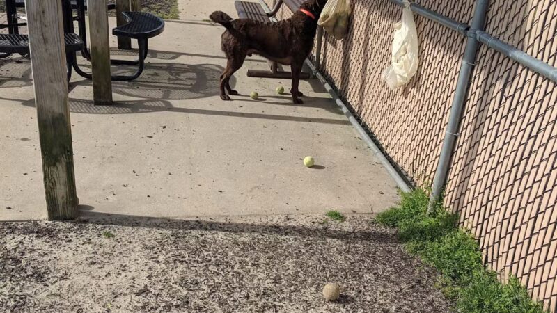 Dog Playground - Ocean City, MD