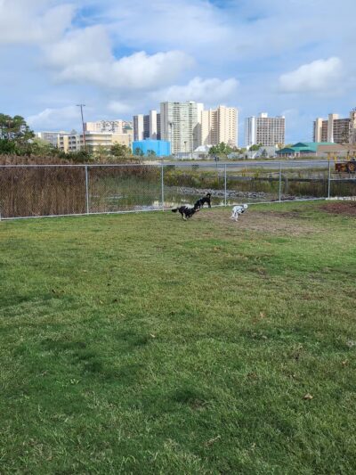 Dog Playground - Ocean City, MD