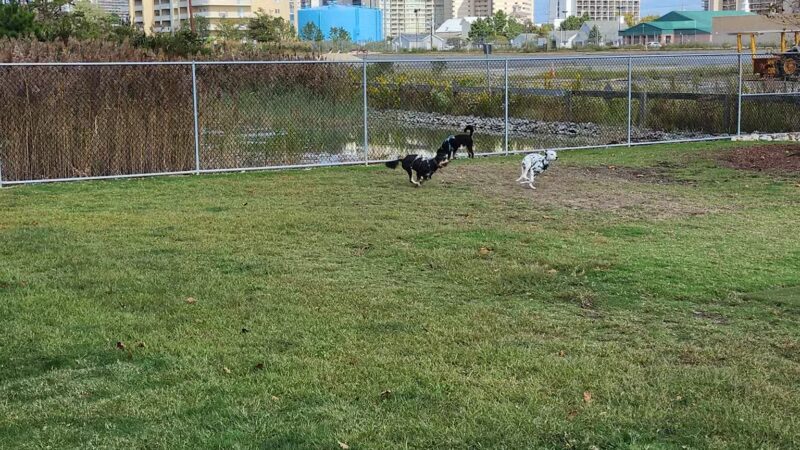 Dog Playground - Ocean City, MD