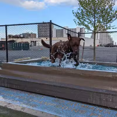 Dog Playground - Ocean City, MD