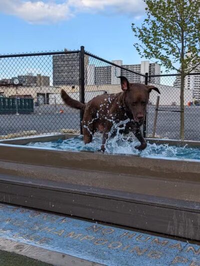 Dog Playground - Ocean City, MD