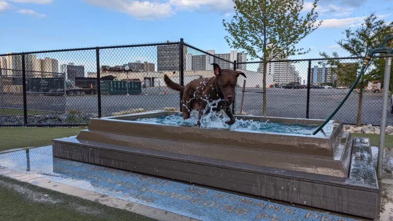 Dog Playground - Ocean City, MD