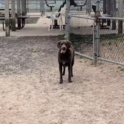 Dog Playground - Ocean City, MD