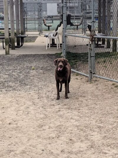 Dog Playground - Ocean City, MD