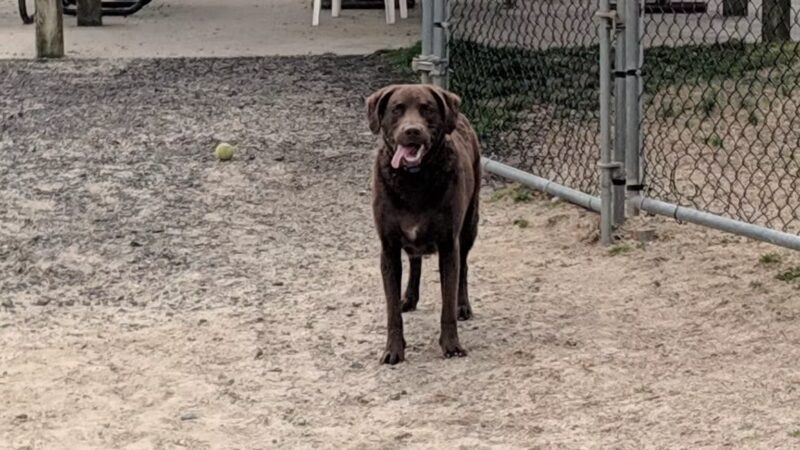 Dog Playground - Ocean City, MD