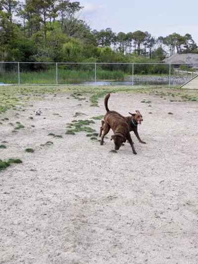 Dog Playground - Ocean City, MD